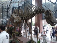 /album/galeria-de-fotos/exposi%c3%a7%c3%a3o%20dinossauros%20patagonia%20%287%29-jpg/